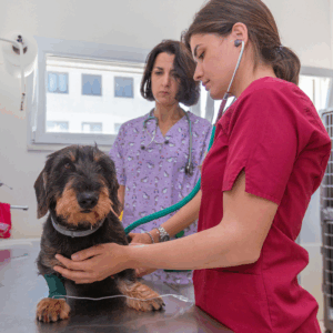 Un veterinario in camice rosso esamina un cagnolino con una zampa fasciata su un tavolo da visita al Vet Village, mentre un'altra donna in uniforme medica viola osserva. Sullo sfondo sono visibili attrezzature mediche e una finestra.