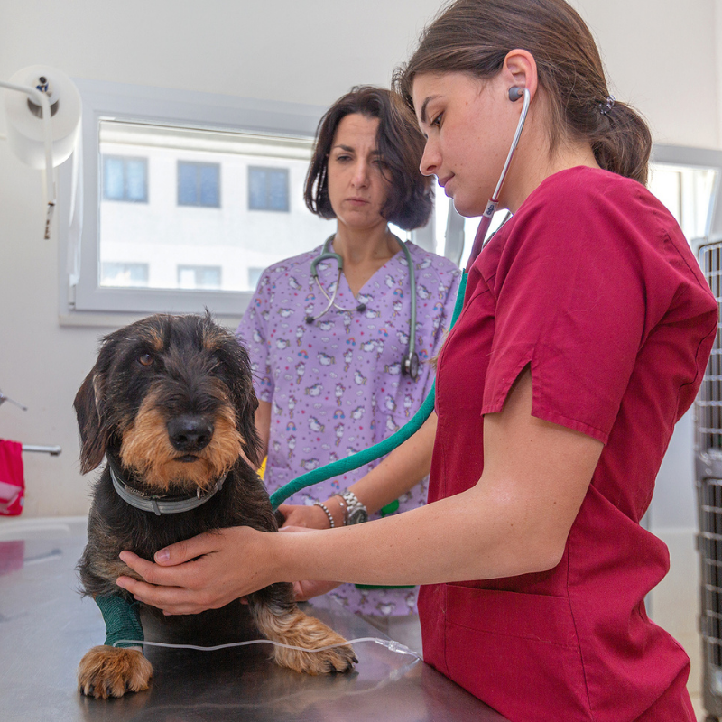 Un veterinario in camice rosso esamina un cagnolino con una zampa fasciata su un tavolo da visita al Vet Village, mentre un'altra donna in uniforme medica viola osserva. Sullo sfondo sono visibili attrezzature mediche e una finestra.