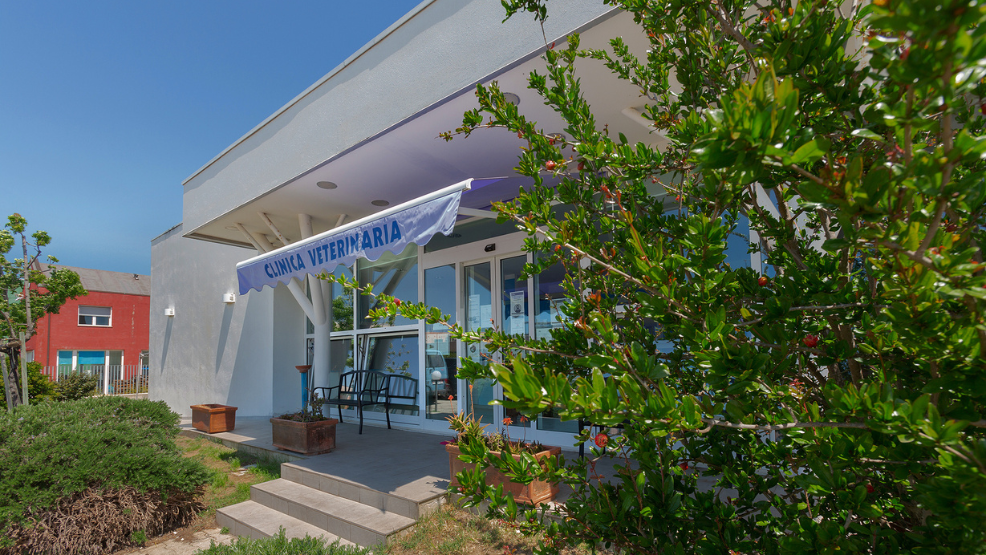 Un edificio bianco con l'insegna CLINICA VETERINARIA sopra l'ingresso, una porta a vetri, una panchina all'esterno e cespugli e alberi verdi che circondano l'ingresso. Sullo sfondo è visibile un cielo azzurro.
