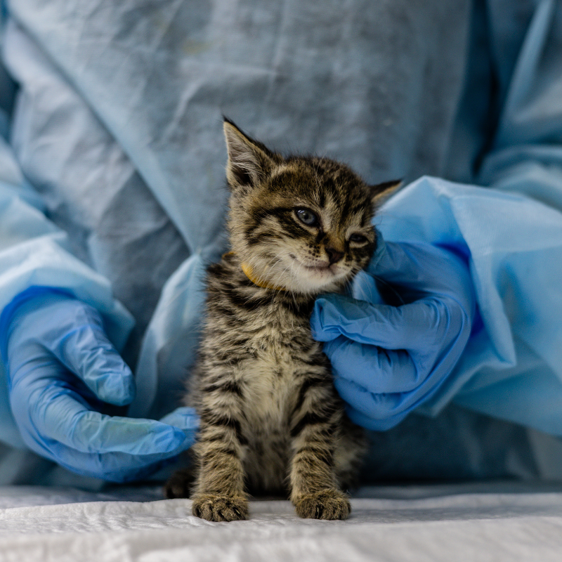 Un piccolo gattino soriano è seduto su un tavolo mentre una persona in camice e guanti blu lo esamina delicatamente, come in un pronto soccorso per animali domestici. Il gattino guarda leggermente di lato.