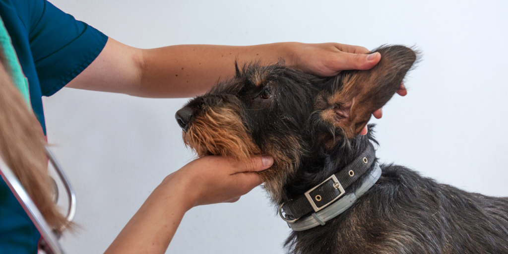 12 Un veterinario esamina delicatamente l'orecchio di un cane durante una visita di controllo presso Servizi Veterinari. Il cane, con pelo scuro e collare, è seduto con calma mentre il veterinario, in camice blu e stetoscopio, lavora al chiuso su uno sfondo bianco.