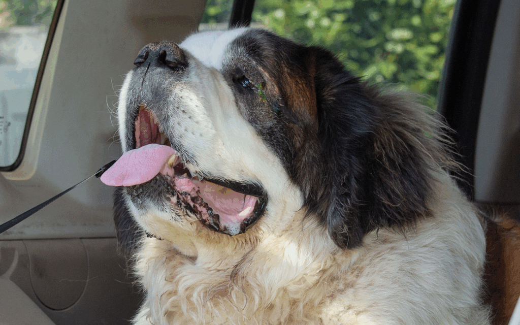 Un grosso cane San Bernardo con un soffice mantello bianco e marrone ansima con la bocca aperta e la lingua fuori mentre è seduto all'interno di un veicolo. Sullo sfondo, attraverso il finestrino, è visibile del fogliame verde.