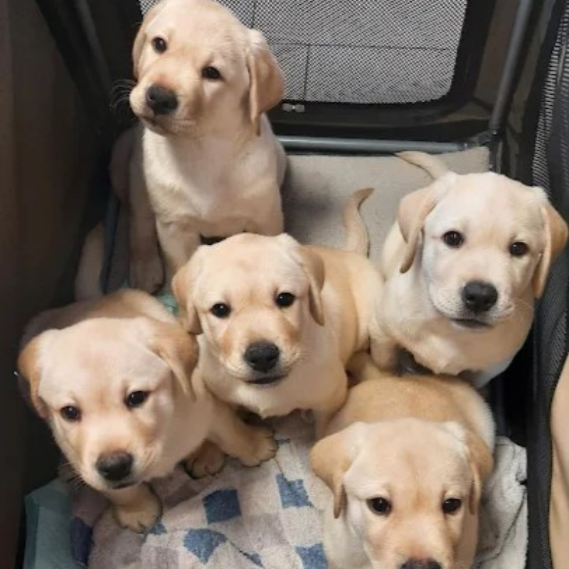 Cinque cuccioli di Labrador Retriever di colore chiaro siedono vicini in un box, guardando in alto con espressioni curiose e gentili. Una morbida coperta copre parte del pavimento sotto di loro, mentre un cartello con la scritta "ricetta elettronica" aggiunge un tocco giocoso.