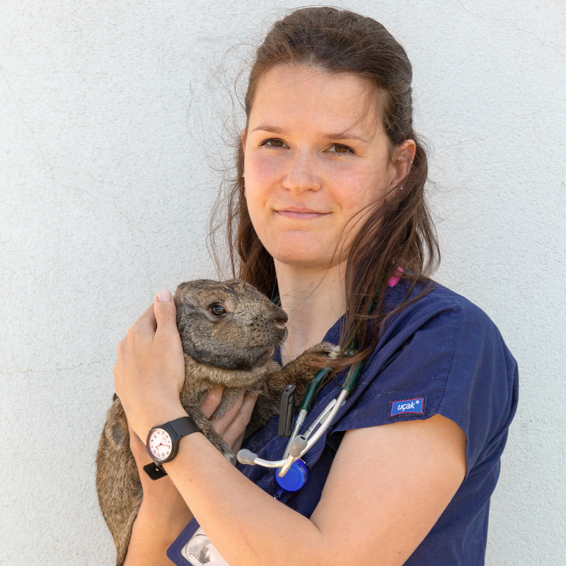 Una donna in camice blu tiene un piccolo animale, forse un irace, contro una parete chiara. Con uno stetoscopio al collo e un'espressione gentile, incarna la cura che si trova sia nel lavoro veterinario che nella gestione della ricetta elettronica.