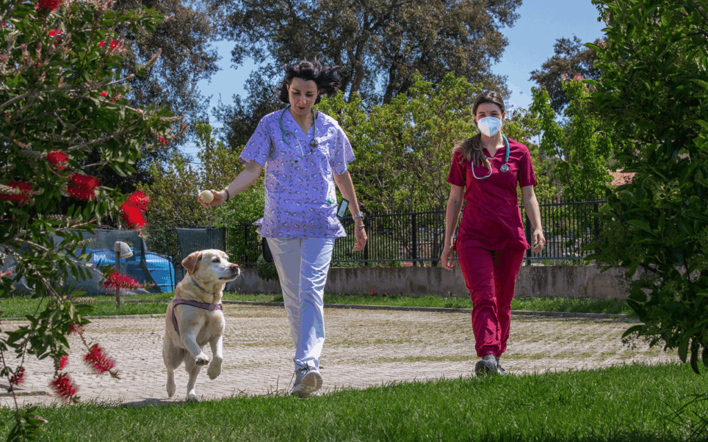 Due donne, una in camice viola e l'altra in camice rosso con mascherina, portano a spasso un Labrador Retriever giallo felice al guinzaglio in un parco con alberi e fiori rossi in una giornata di sole.
