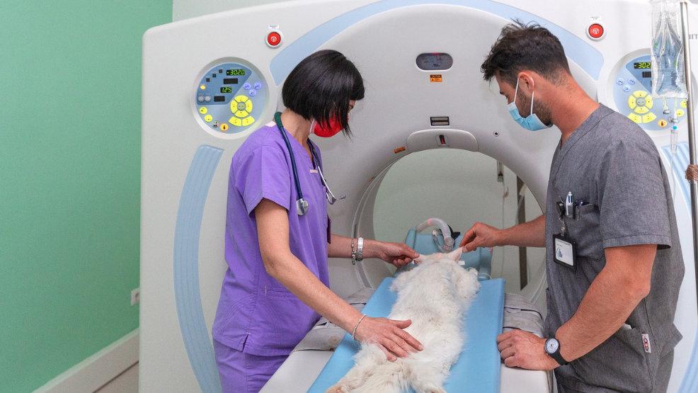 Due veterinari, uno in camice viola e l'altro grigio, preparano un gatto bianco per una TAC, posizionandolo sul tavolo d'esame all'interno dello scanner in un ambiente medico.