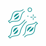 CHIRURGIA TESSUTI Disegno al tratto di tre cellule muscolari stilizzate con forme e linee semplici, accompagnate da piccoli punti e da un simbolo a forma di stella su sfondo chiaro.