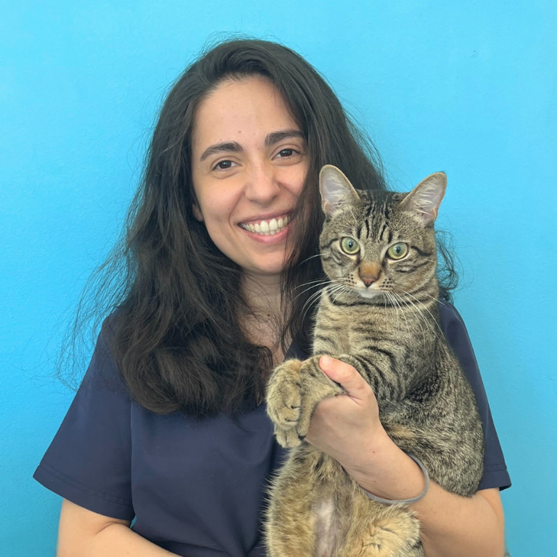 La dottoressa Giulia Siena, medico veterinario della Clinica Veterinaria Costa d'Argento. Una donna con lunghi capelli castani, che indossa un top blu scuro, sorride tenendo in braccio un gatto soriano marrone davanti a una parete blu brillante.