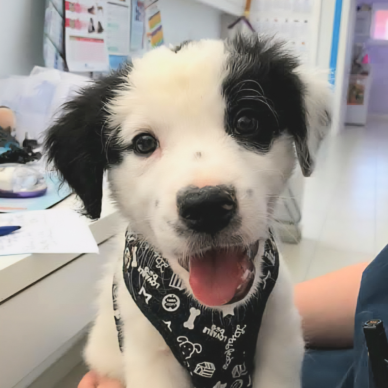 Un allegro cucciolo bianco e nero che indossa una bandana a tema canino siede in casa e guarda la macchina fotografica con la bocca aperta. Per maggiori informazioni o per conoscere questo adorabile amico, contattaci!.